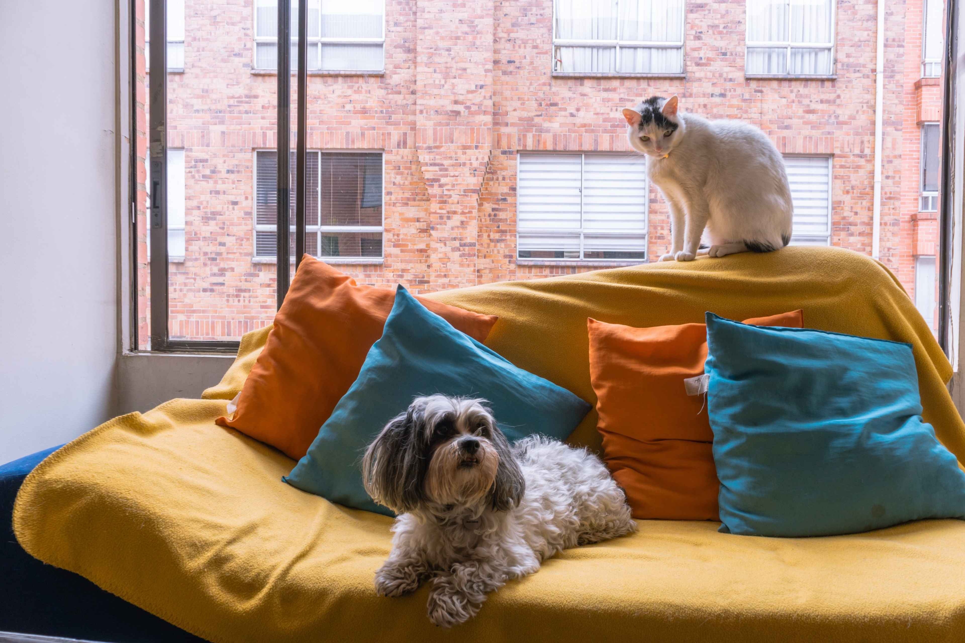pets-em-condominios-dicas-para-uma-convivencia-harmoniosa-20261010151508000