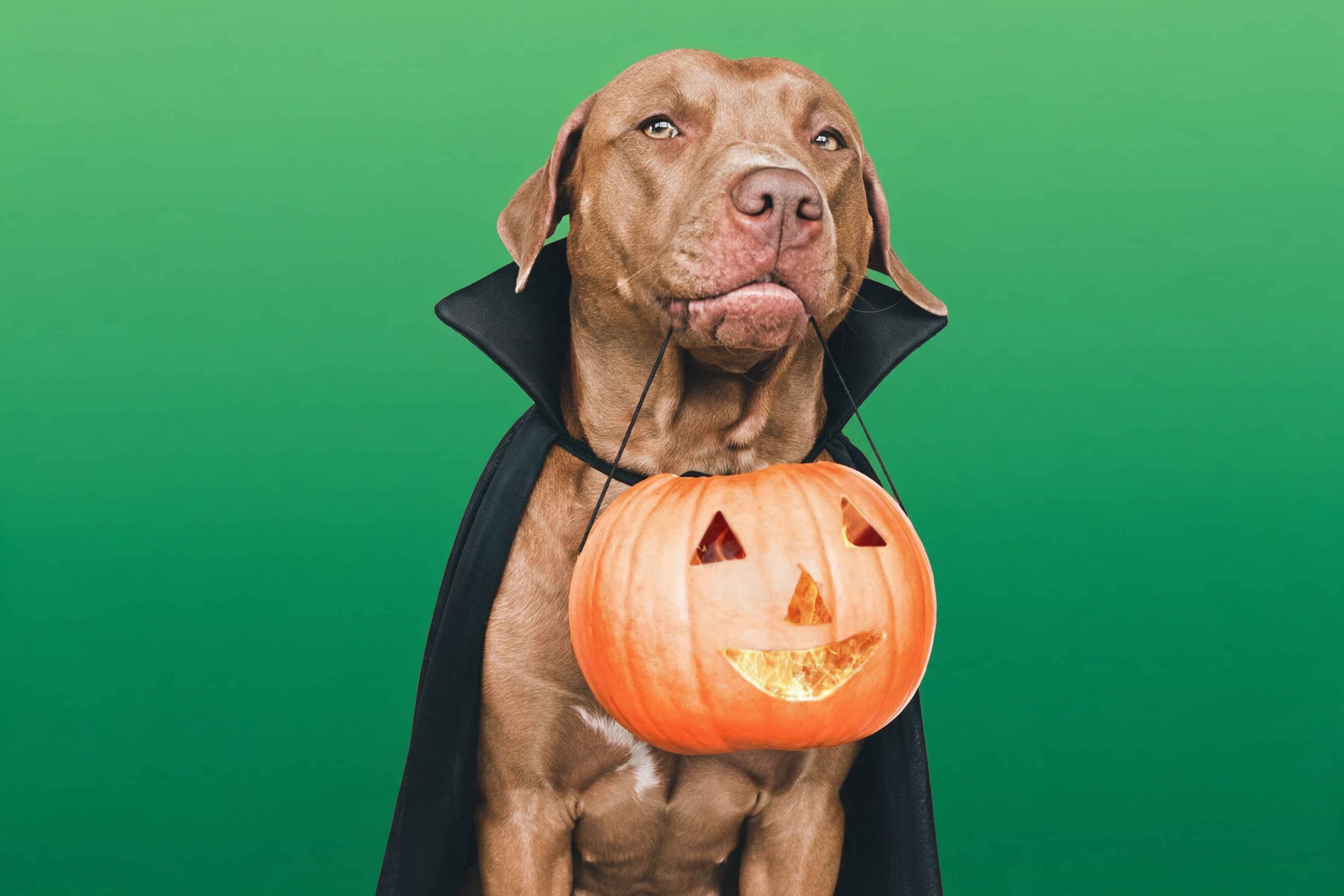 halloween-e-pets-cuidados-para-proteger-caes-e-gatos-no-condominio-20261010152053000